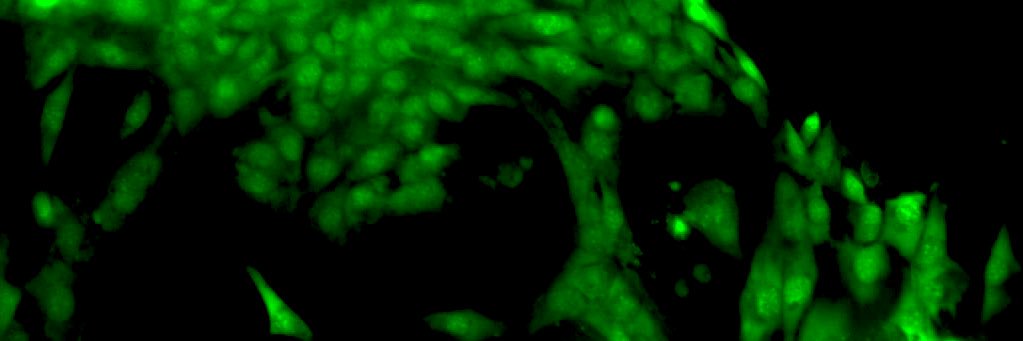 Mahsa Jalali, PhD (she/her/elle) banner