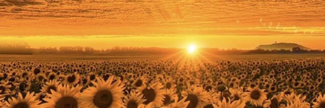 B_ntsuntsha's profile banner image