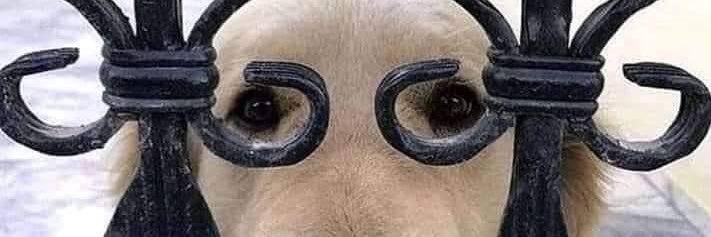 NoMorePCness 🎗️ banner