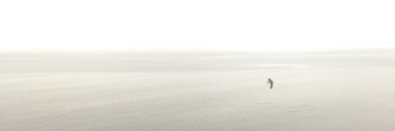 requibat's profile banner image