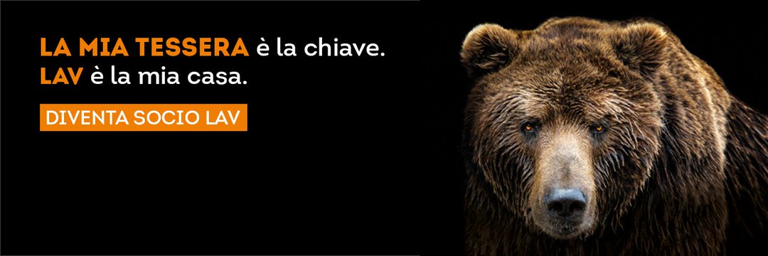 ElenaLAV5's profile banner image