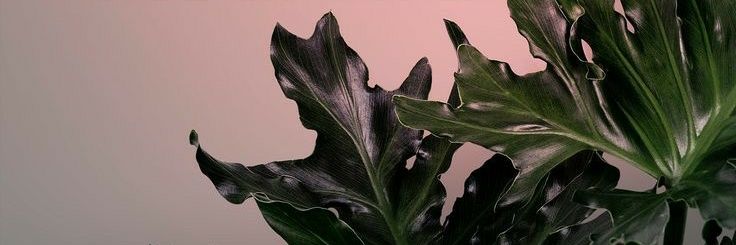 milinhalucena's profile banner image