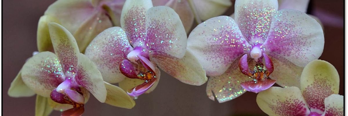 PAZNREVOLUCION's profile banner image