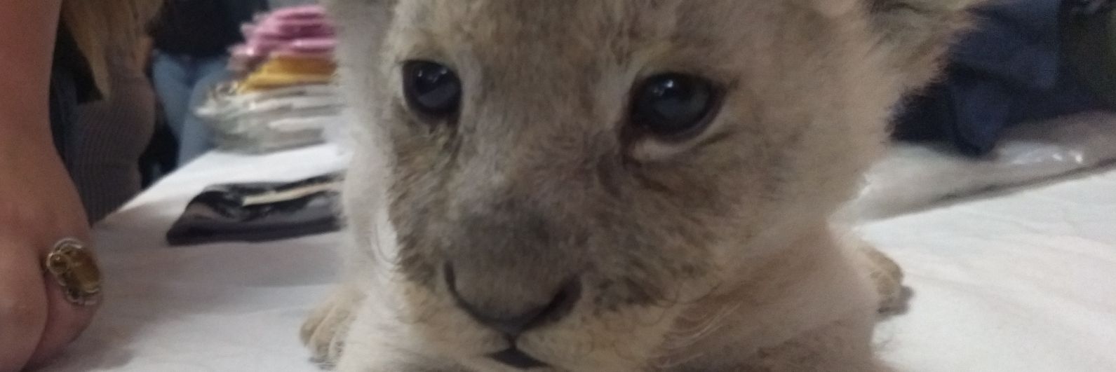 FernandoLemusV2's profile banner image