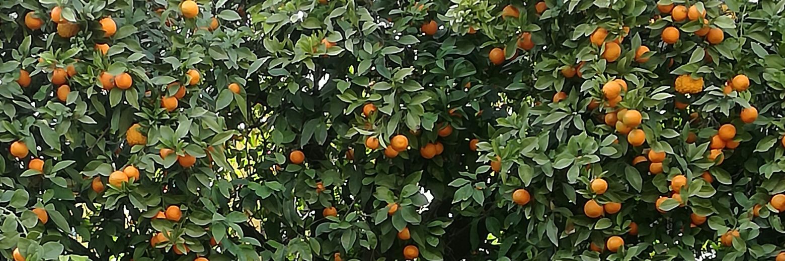 anacarmonaro's profile banner image