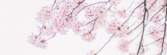 sinnannis_'s profile banner image