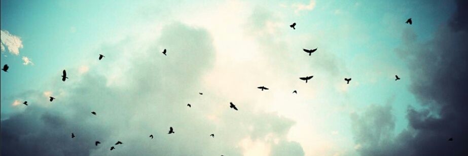 snuroduncu's profile banner image