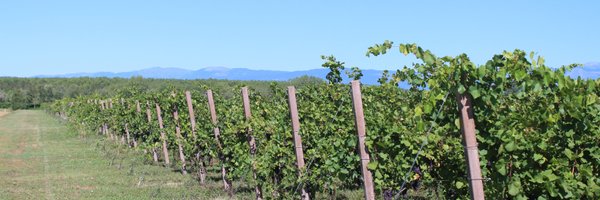 SpinazzeRobert Profile Banner