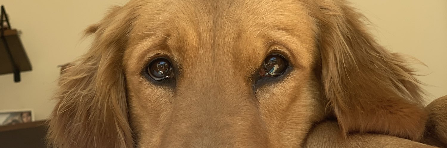 andreagarod's profile banner image