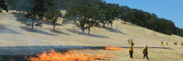 thefirepoppy Profile Banner