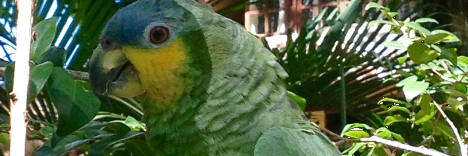 milena biondi banner