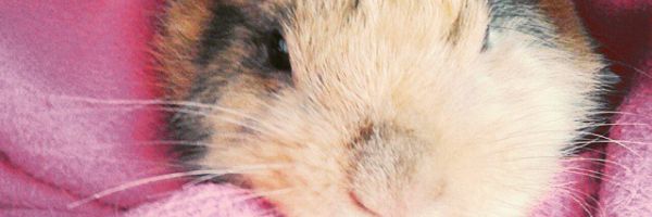 CamiFaundezM's profile banner image