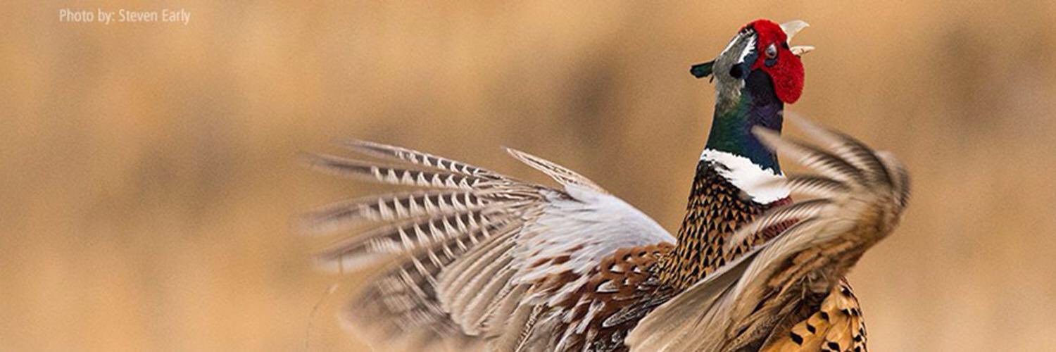 pfcalgary's profile banner image
