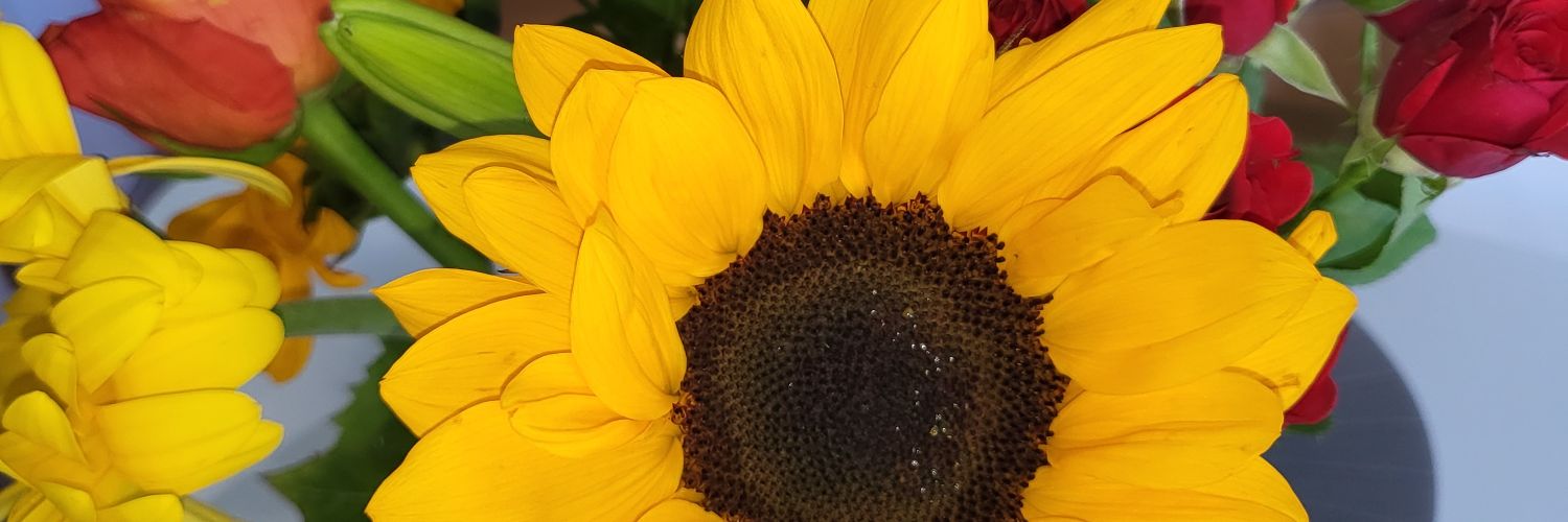 lizzybrowner's profile banner image