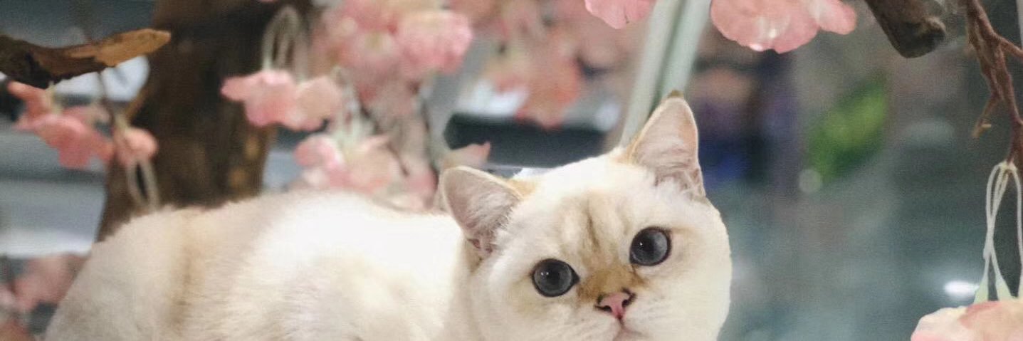 LCMells's profile banner image
