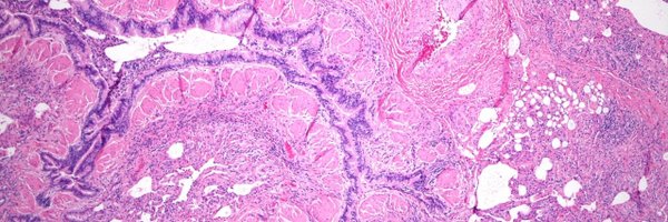 utswpath Profile Banner