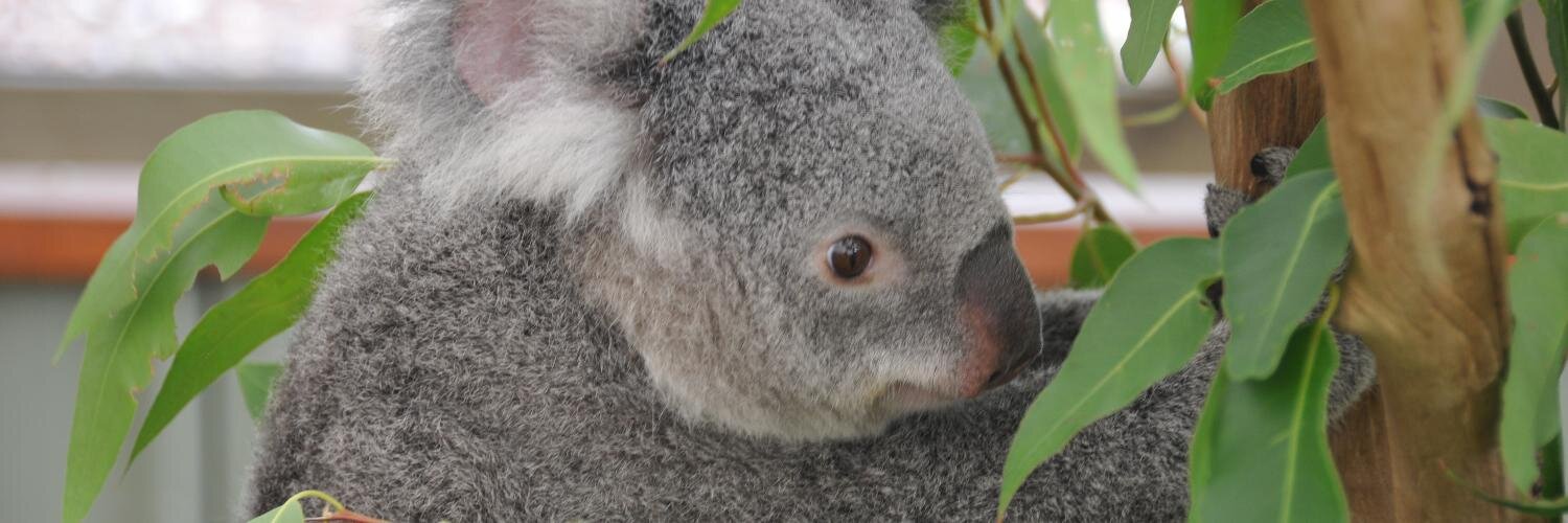 Sander Tolsma banner