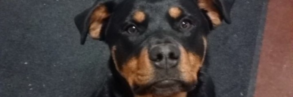 GunnerEdwards's profile banner image