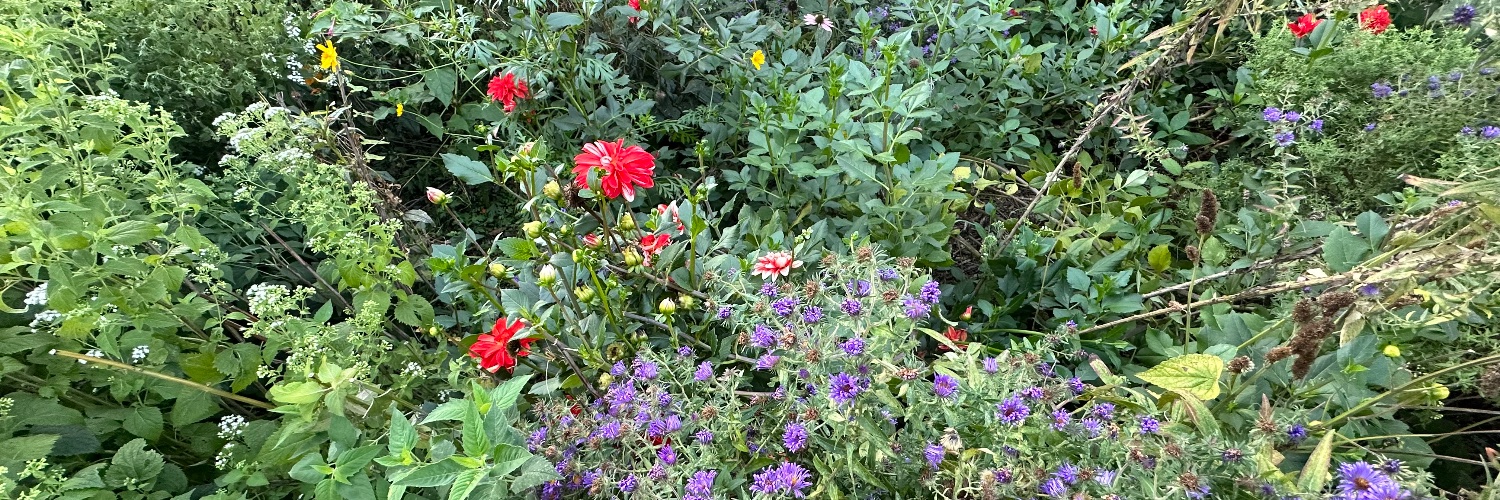 Julienne Kaleta banner