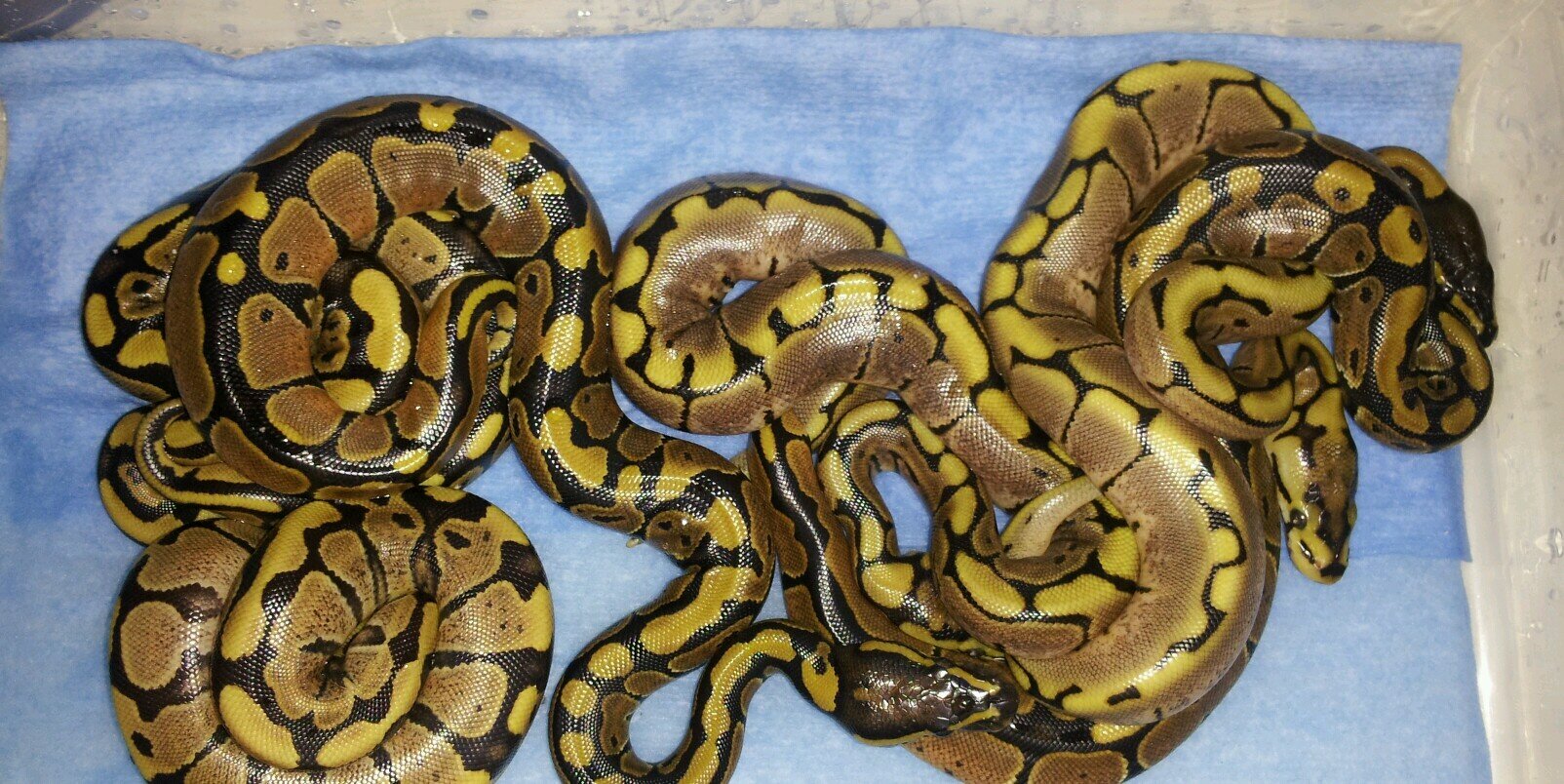 HARDY's PYTHONS banner