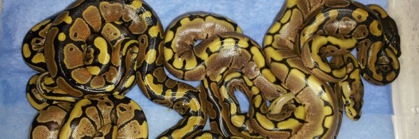 Hardyspythons Profile Banner