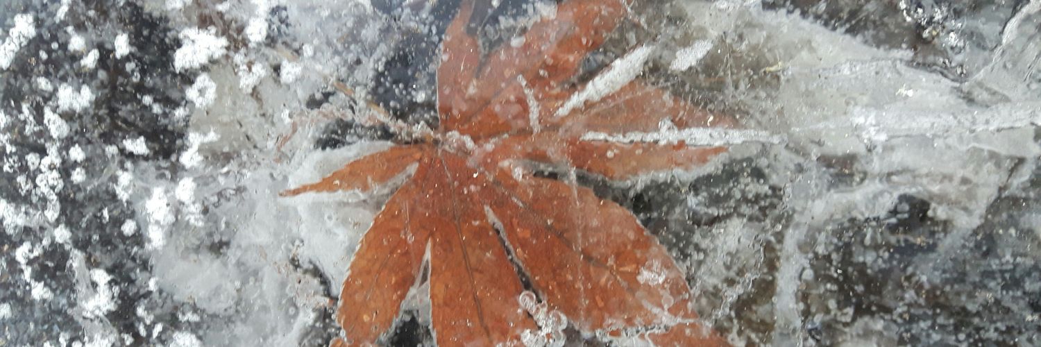 InesTroha's profile banner image