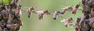 Bees vibrating dangerously banner