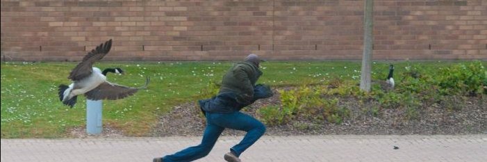 Geese at Highland banner