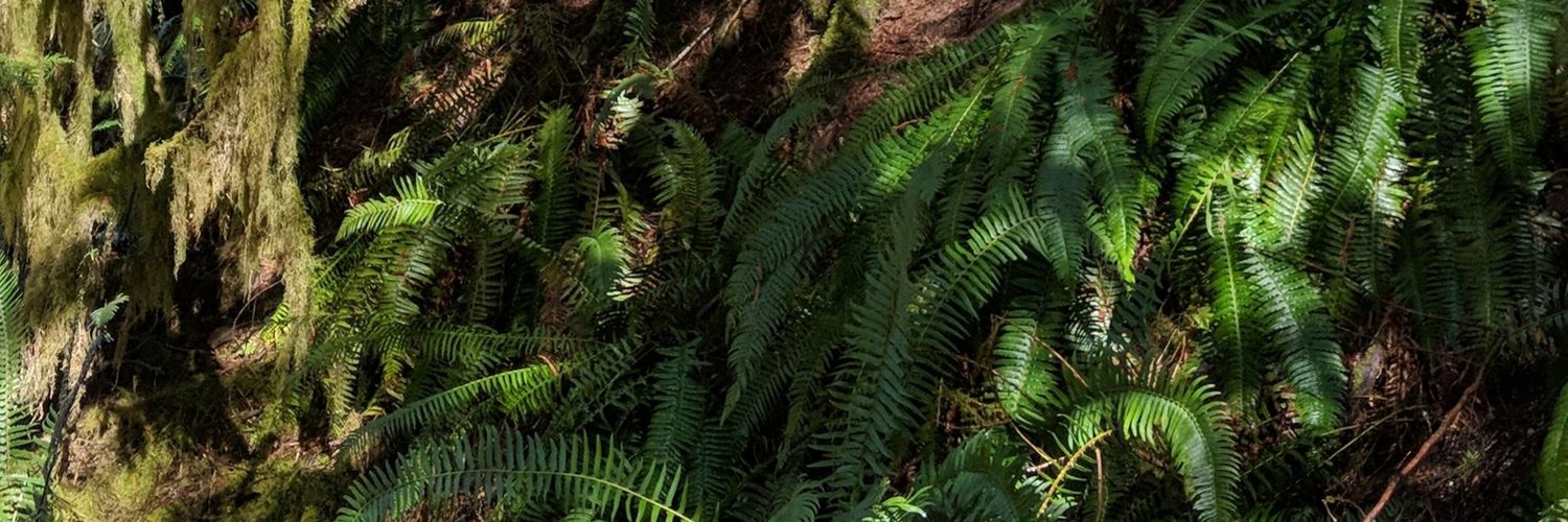 grasslifeYAS's profile banner image