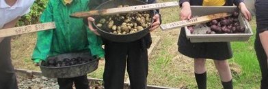 CE_SFC🍎🥗 banner