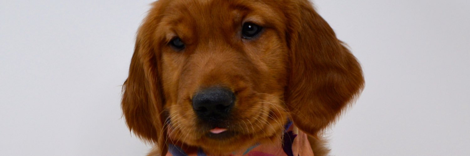 maxinediane's profile banner image