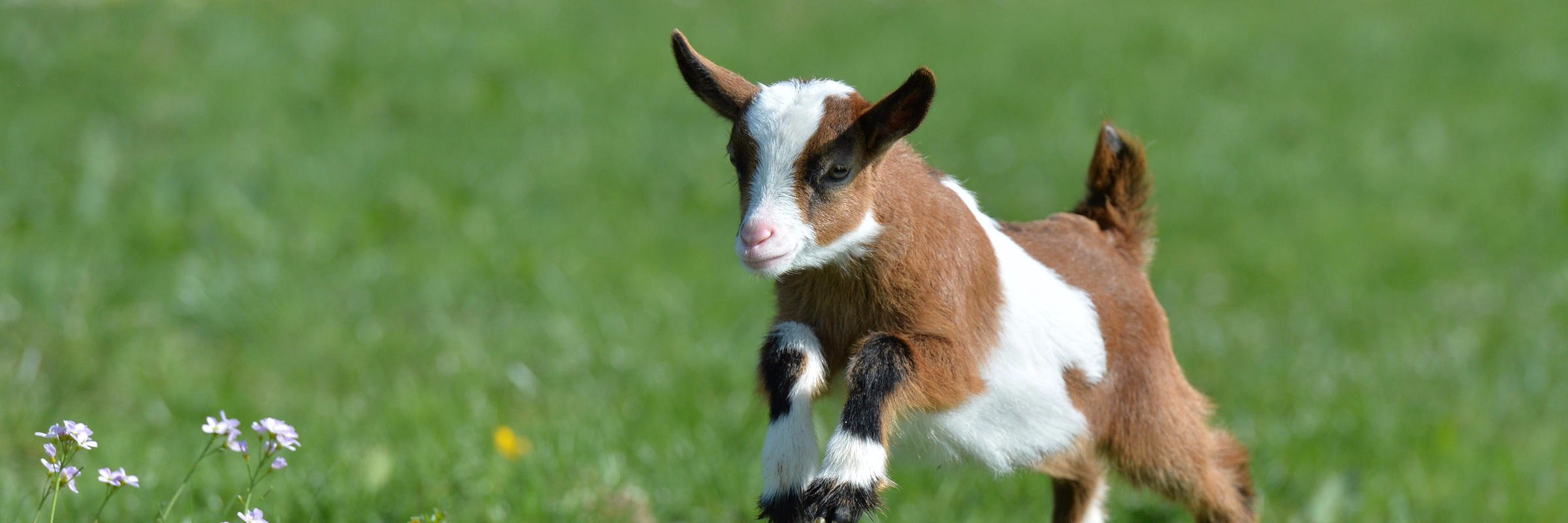 Red River Valley DSA 🌹 🐐 banner