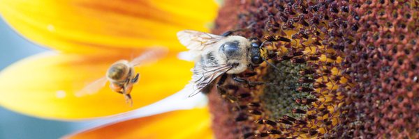 oregonbeeproj Profile Banner