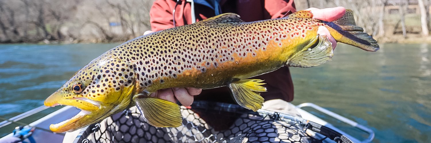 Caleb Baumgartner banner