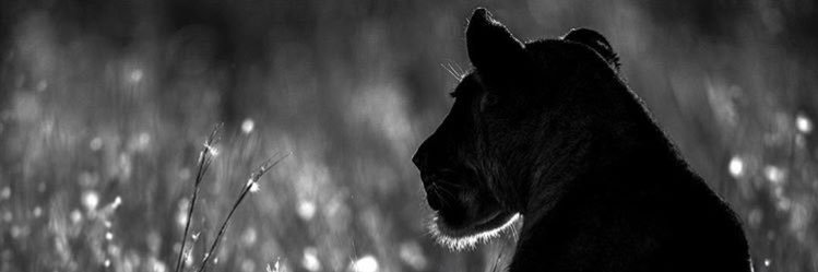 Maria_Jose_Lg's profile banner image