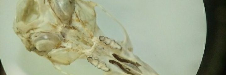 HeloisaAllgayer's profile banner image
