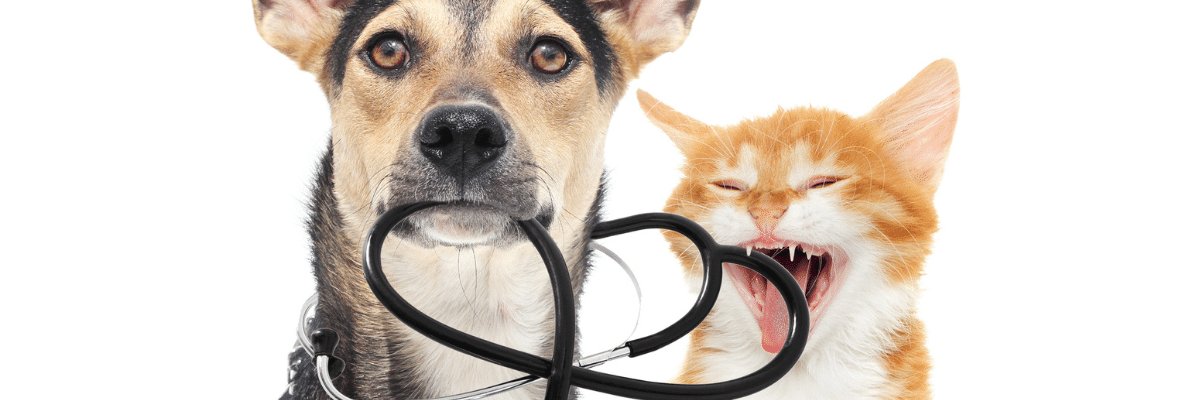 HealthyPawsPet's profile banner image