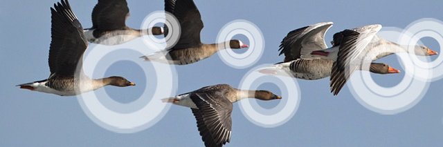 BirdsInFlight's profile banner image