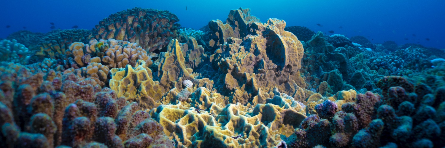 Caroline Dubé banner