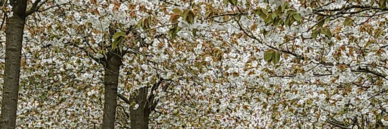 Maurya Cushlow 💙 banner