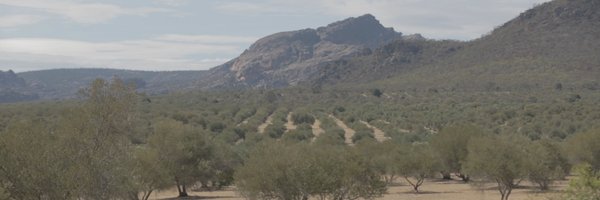 MountZeroOlives Profile Banner