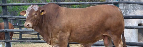 CooperZimbabwe Profile Banner