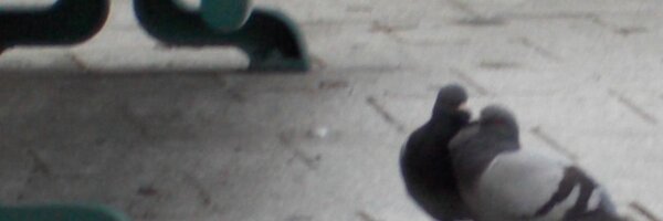 moon_tatsu Profile Banner