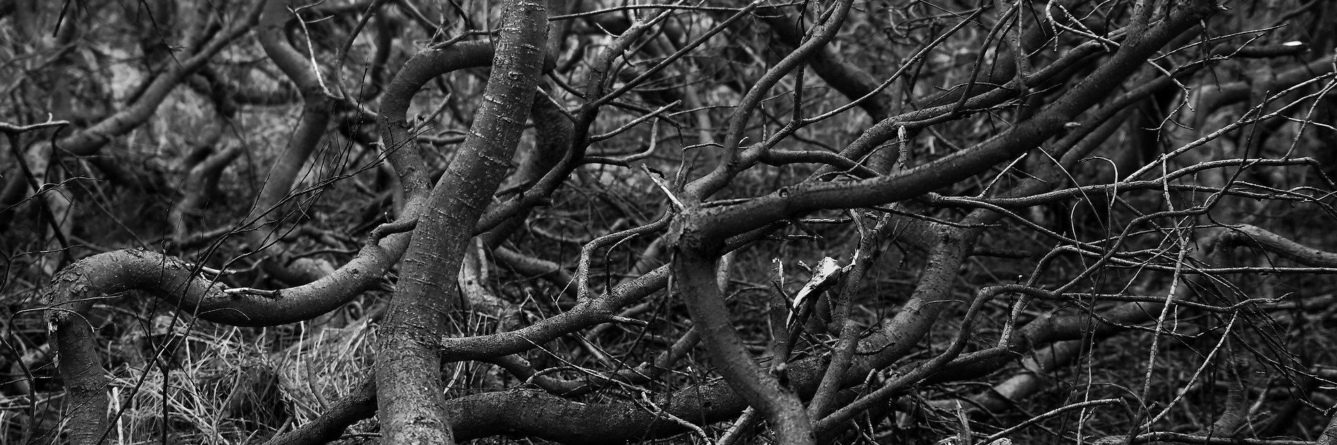 Andrea Buitrago banner