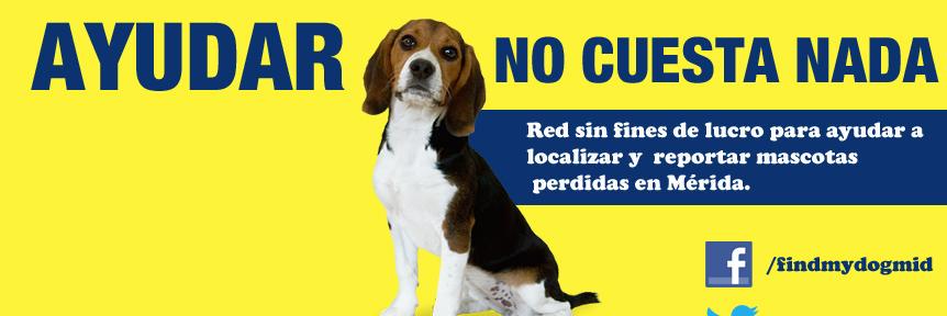 FindMyDogMid's profile banner image