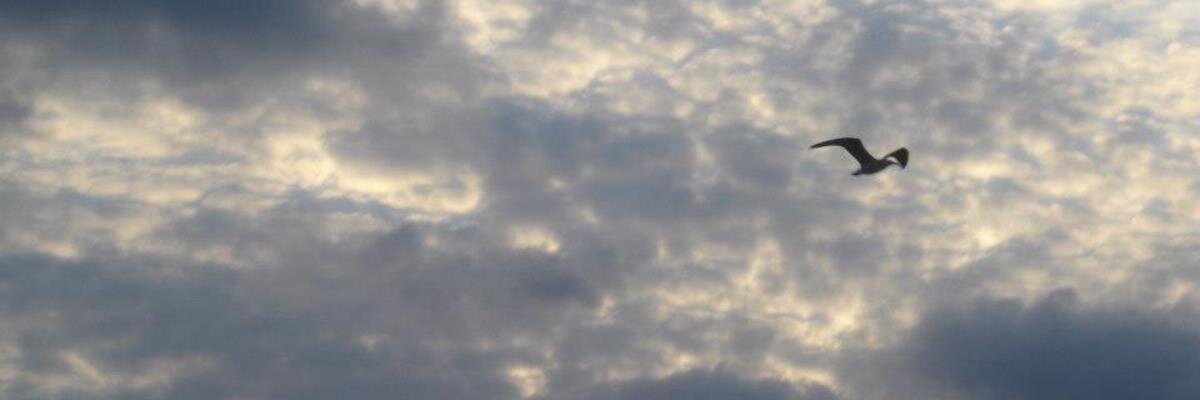 IvanaRegina's profile banner image