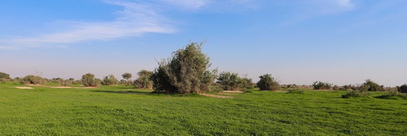 قبيلة القدعا banner