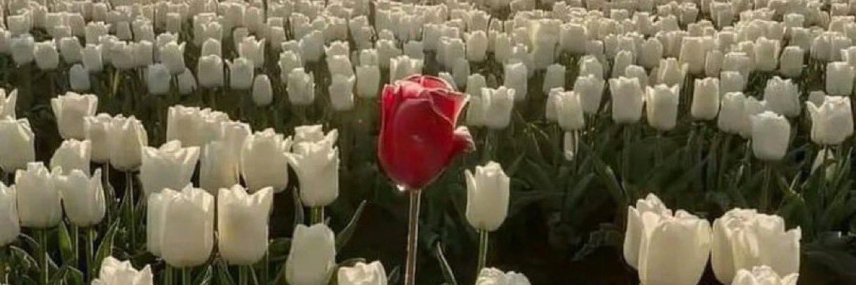 𝑺𝒂𝒓 ‏࿐ banner