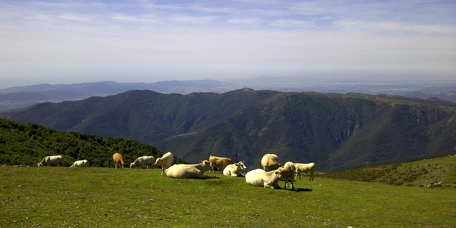 Tomàs Moreta banner