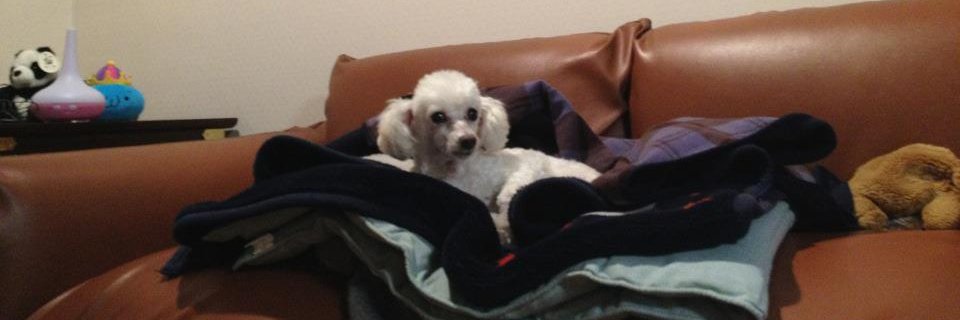 やしろあずき banner